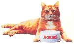 Morris the Cat