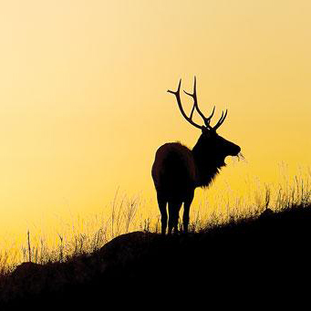 Return of the Elk