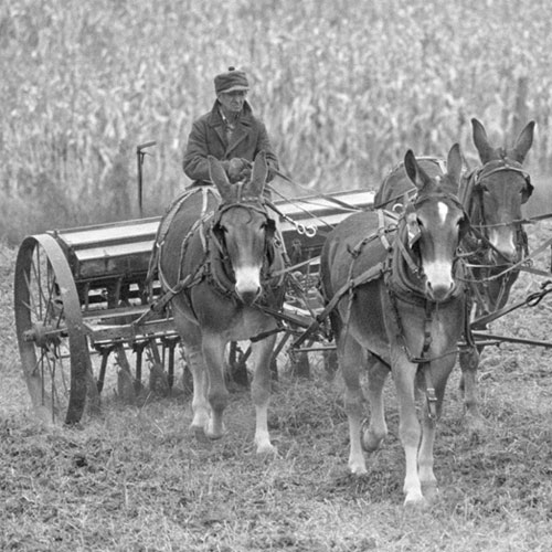 Missouri Mules and Men