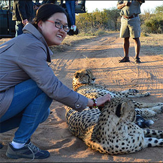 Yizhu Wang with Cheetahs