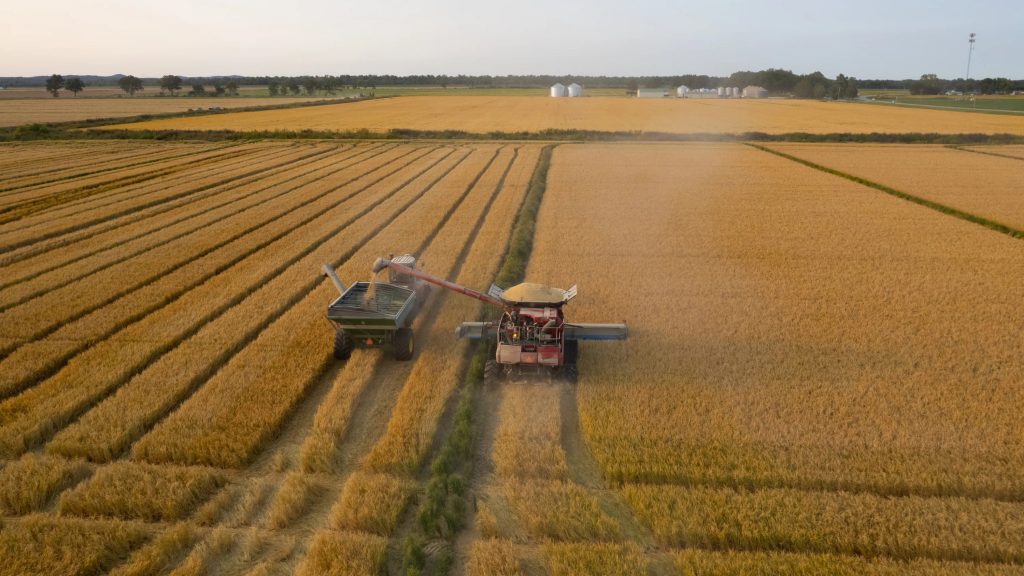 Blake Gerard’s 25th rice crop is harvested in September 2024. After floods threatened his soybeans and corn, Gerard switched to planting rice on his farm in Southern Illinois. Photo: Julia Rendleman